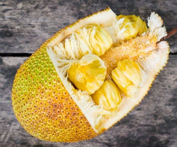 can-dogs-partake-of-jackfruit