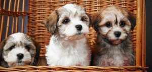 Havanese Breeders in florida
