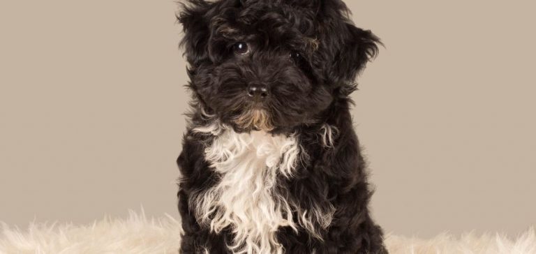 Havanese Breeders in utah