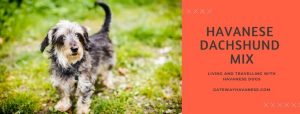Havanese Dachshund Mix