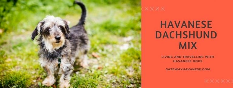 Havanese Dachshund Mix