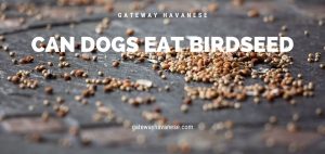 can dogs eat birdseed