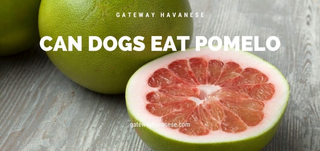 can dogs eat pomelo