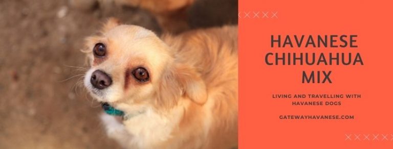 cheenese havanese chihuahua mix
