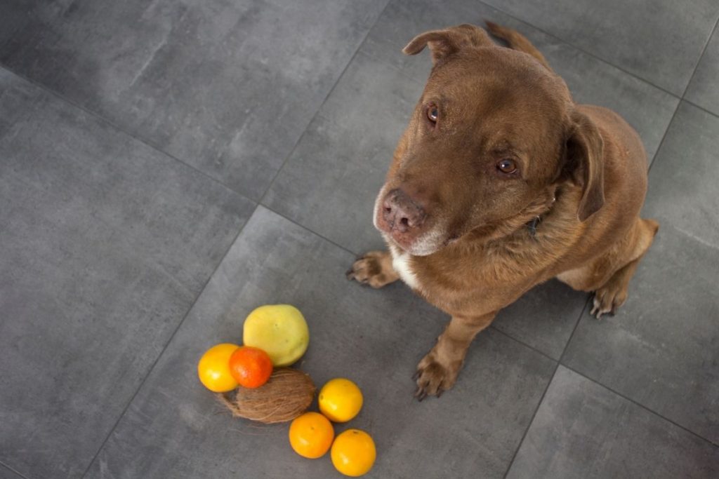 dogs and jackfruit