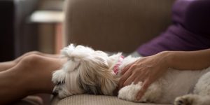 Are Havanese Good Apartment Dogs