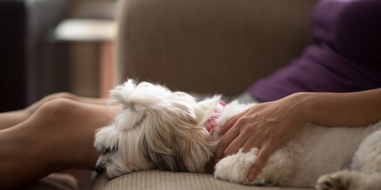 Are Havanese Good Apartment Dogs