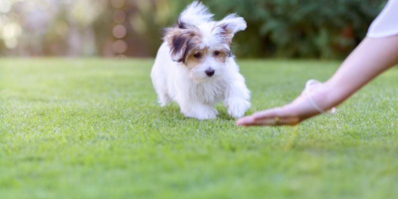 Are Havanese Hard to Potty Train