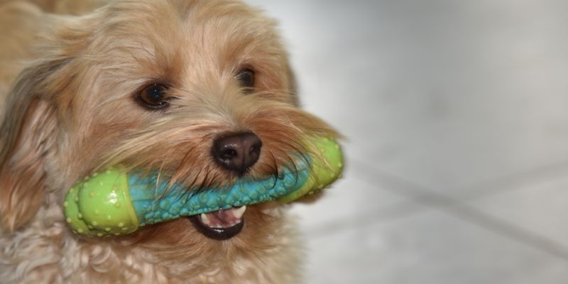 Do Havanese Have an Underbite