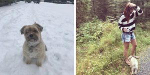 How Far Can a Havanese Walk