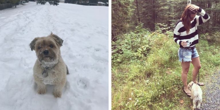 How Far Can a Havanese Walk