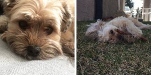 How Long Do Havanese Live