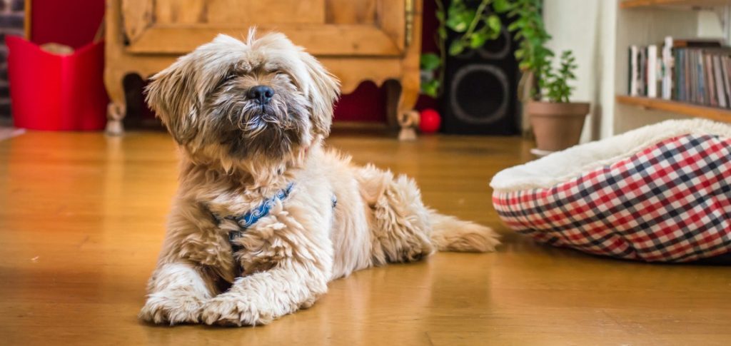 are havanese good apartment dogs