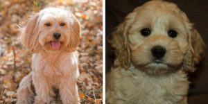 Cocker Spaniel Havanese Mix