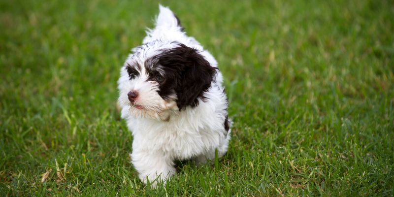 Havanese Black and White 