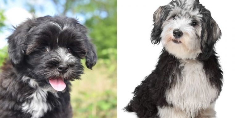 Havanese bichon mix