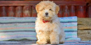 How big do Havanese get