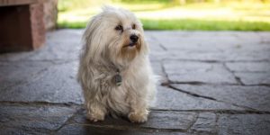 How fast does havanese hair grow