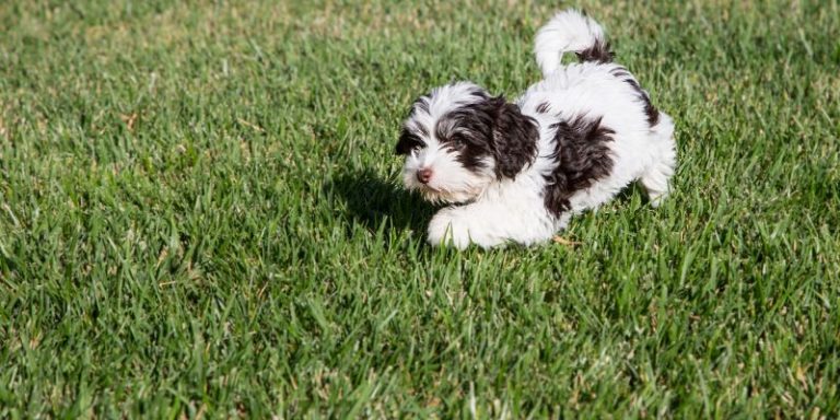 What are havanese bred for