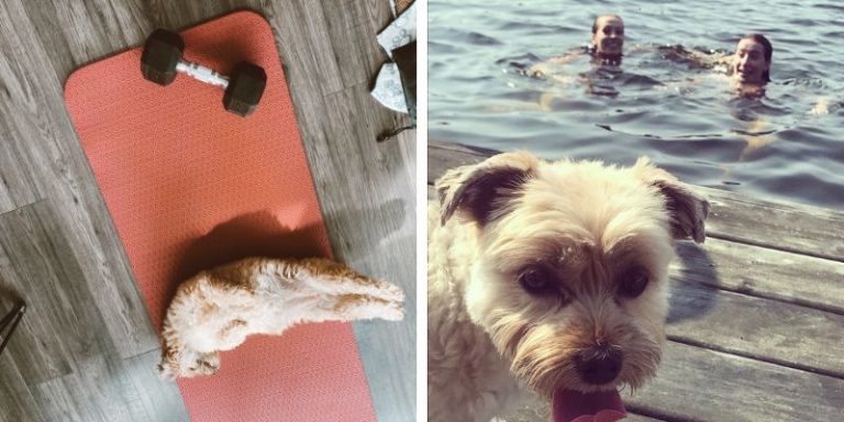 When Do Havanese Growth Plates Close