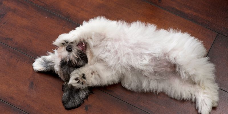 When Do Havanese Puppies Lose Their Teeth