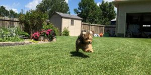 When Do Havanese Stop Growing