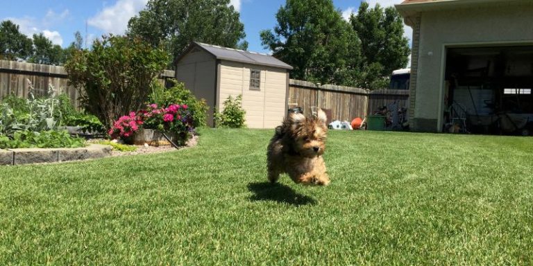 When Do Havanese Stop Growing