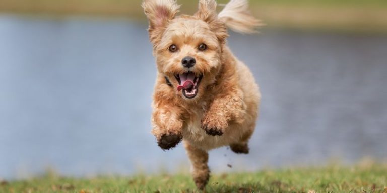 Which Is Better Male or Female Havanese