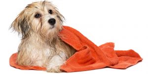 how often should i bath my havanese