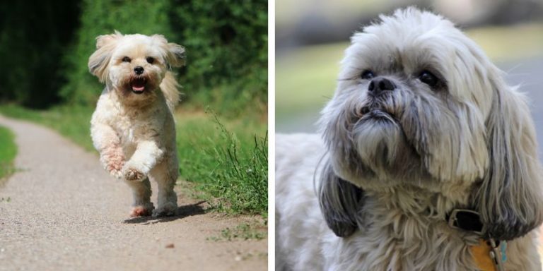 Havanese Lhasa Apso Mix | Gateway Havanese