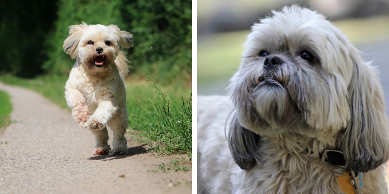 lhasa apso havanese mix