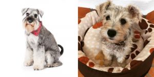 schnauzer havanese mix