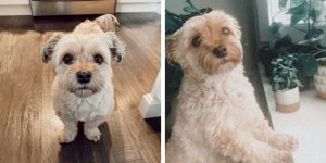 Are Havanese Dogs Brachycephalic 