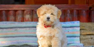 Are Havanese Dogs Smart