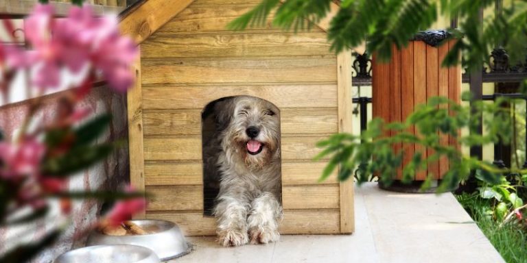 Are Havanese Easy to Housebreak