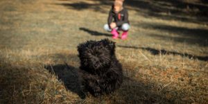 Are Havanese Good For Allergy Sufferers