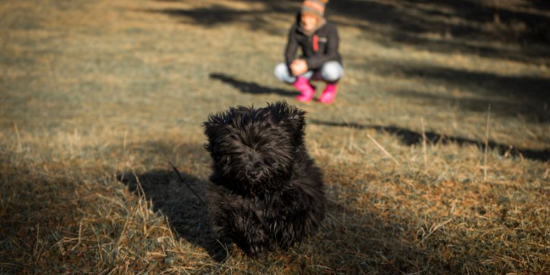 Are Havanese Good For Allergy Sufferers