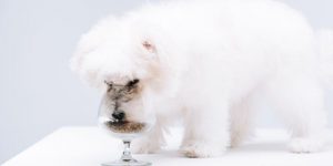 Are Havanese fussy eaters