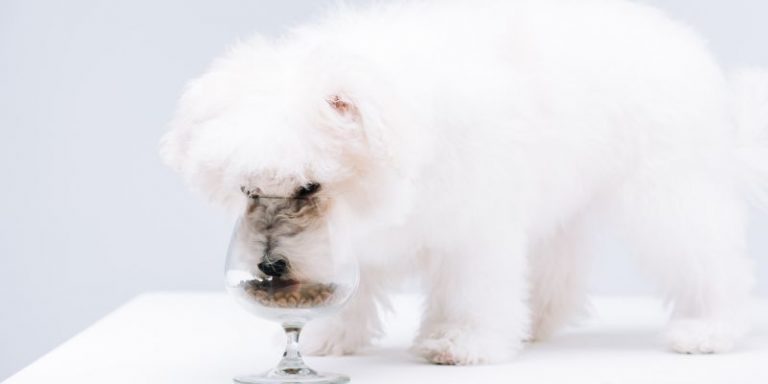 Are Havanese fussy eaters