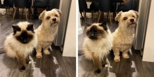 Are Havanese good with Cats