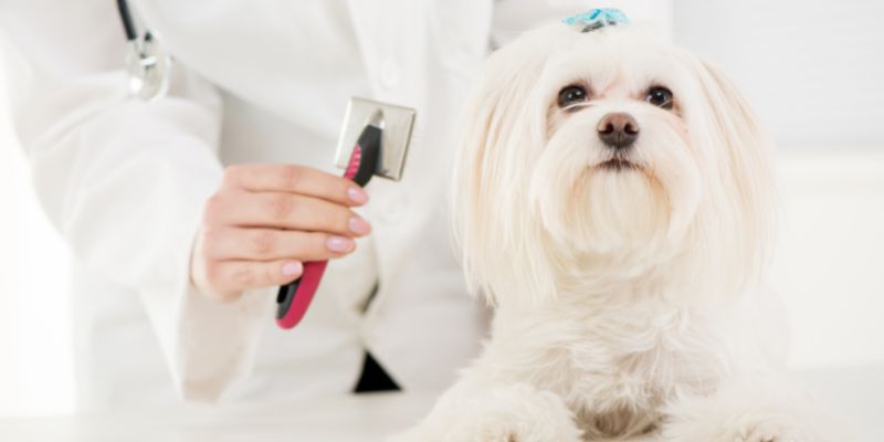 Best Brush For Havanese