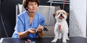 Best Dog Clippers For Havanese