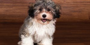 Havanese Breeders in Manitoba