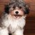 Havanese Breeders Manitoba