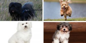 Havanese Colors