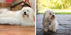 Havanese vs Coton de Tulear