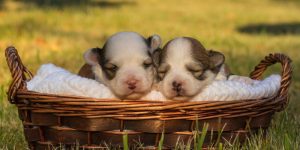 How Long Are Havanese Pregnant