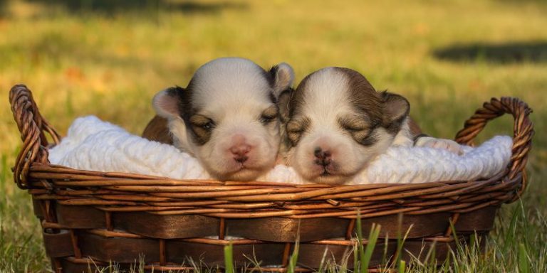 How Long Are Havanese Pregnant