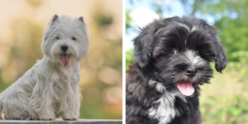 Westie vs Havanese