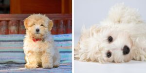 Havanese Breeders in Arkansas (1)